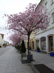 Baumpfad - Nr. 16 Friedrichstr Zierkirsche