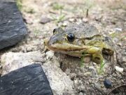 sitzender Frosch, Farbe grün/grau