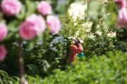 Harlekin im Klostergarten