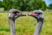 Herr und Frau Vogel Strauß aus Berkenlatten