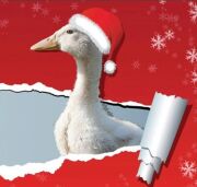 Gans mit Weihnachtsmannmütze auf rotem Hintergrund