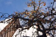 Apfelbaum im Winter-Klostergarten