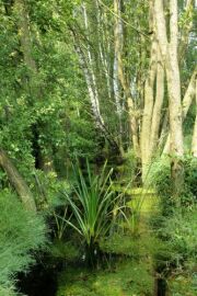 Landschaft mit Flüßchen, Baümen und Schilf